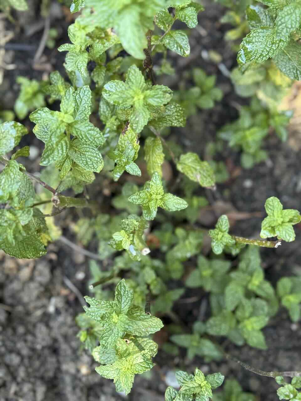 Menta — Mentha × piperita L.