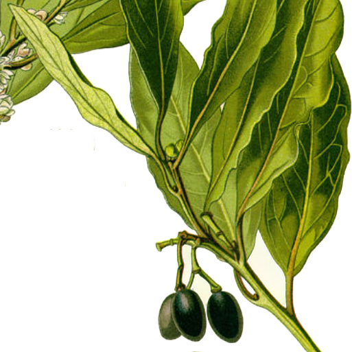 Alloro — Laurus nobilis L.