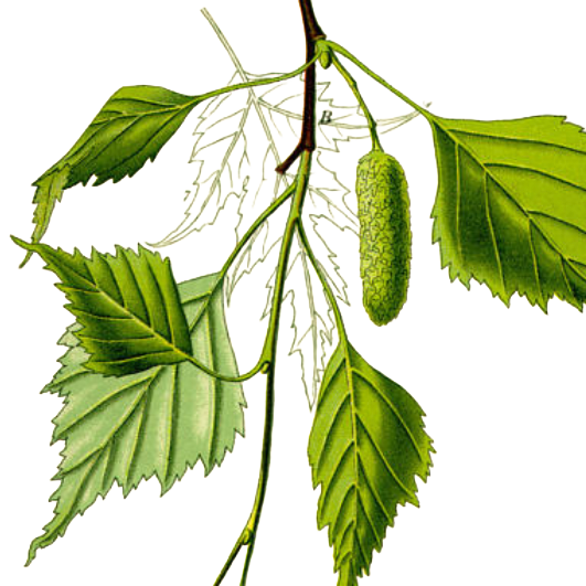 Betulla — Betula pendula Roth