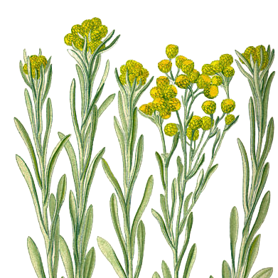 Elicriso — Helichrysum italicum (Roth) G.Don