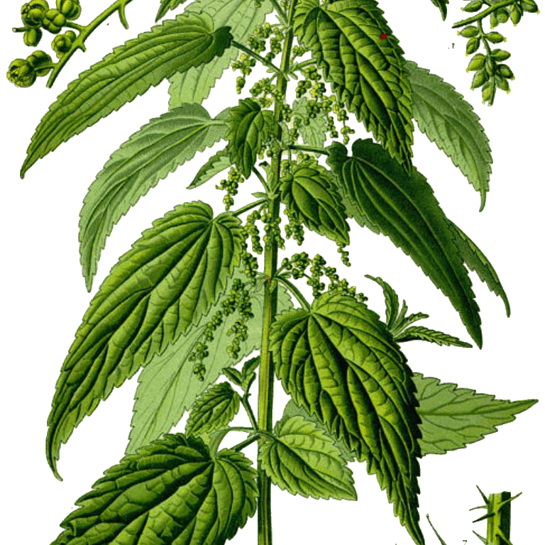 Ortica — Urtica dioica L.